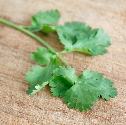 Coriander