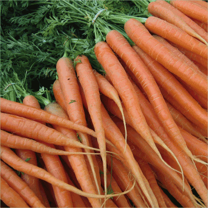 Carrot “Baby”