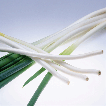 Scallion