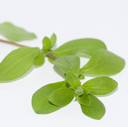 Marjoram