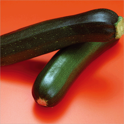 Zucchini “Green”