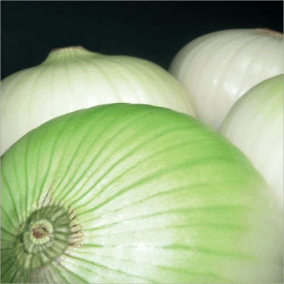 Onion “White”