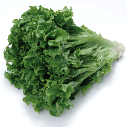 Lettuce “Curly Green”