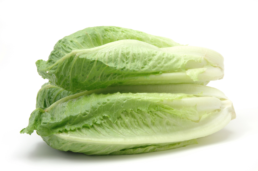 Lettuce “Roman”