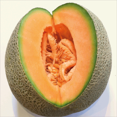 Melon “Cantaloupe”