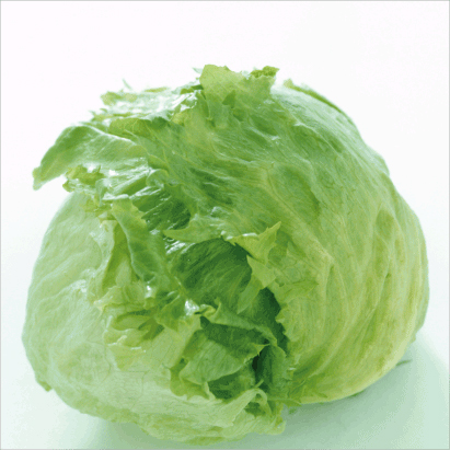 Lettuce Batavia