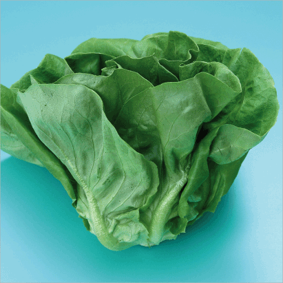 Lettuce “Smooth Green”
