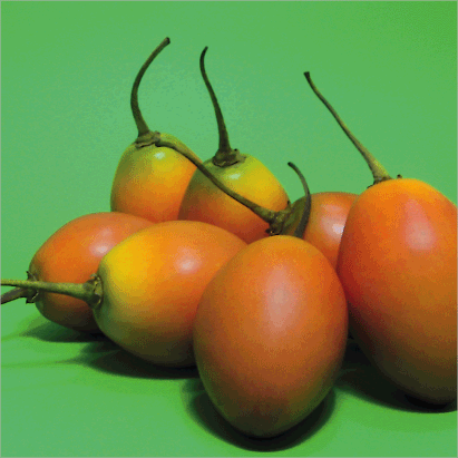 Tomato “Tree”