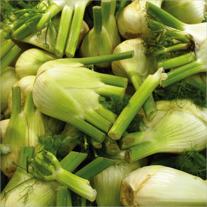 Fennel